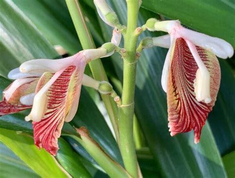 Alpinia Officinarum Plant (Sitharathai) - Santhi Online Plants Nursery