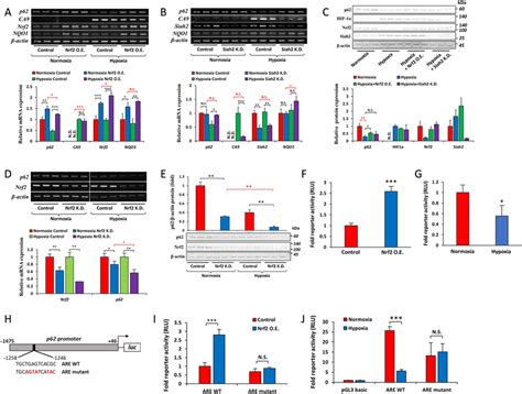 Depletion Of P62 MRNA Under Hypoxia Requires The Inhibition Of Nrf2