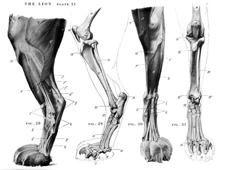 Lion Anatomy Animal Anatomy Anatomy Drawing Creature Design