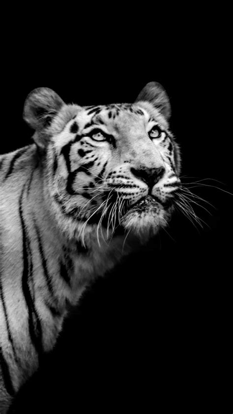 Tiger Phone Wallpaper - 100 High Definition Tiger Backgrounds