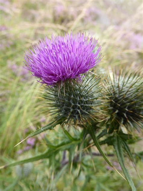 Scottish Thistle Flower Of - Free photo on Pixabay - Pixabay