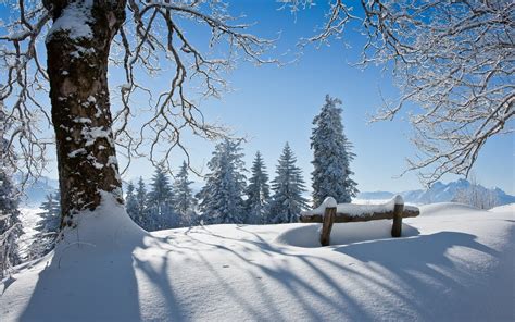 Snow covered trees photography HD wallpaper | Wallpaper Flare