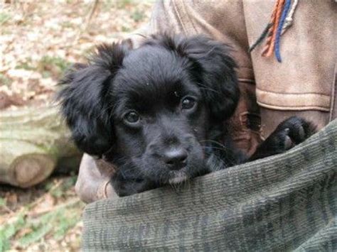 17 Best images about Markiesje on Pinterest | Spaniels, To find out and Puppys