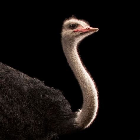 Ostrich Wallpapers Wallpaper Cave