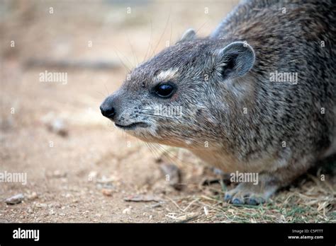 Rock Hyrax Procavia Capensis Serengeti National Park Tanzania Stock