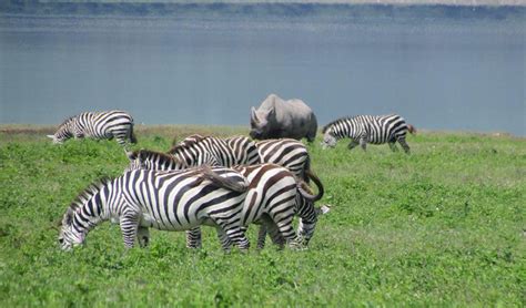 9 Days Masai Mara Lake Manyara Ngorongoro Serengeti Baboon