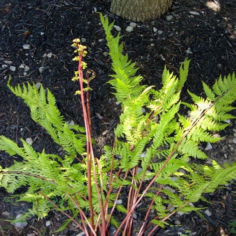 Onlineplantcenter 1 Gal Lady In Red Fern Plant A185cl The Home Depot