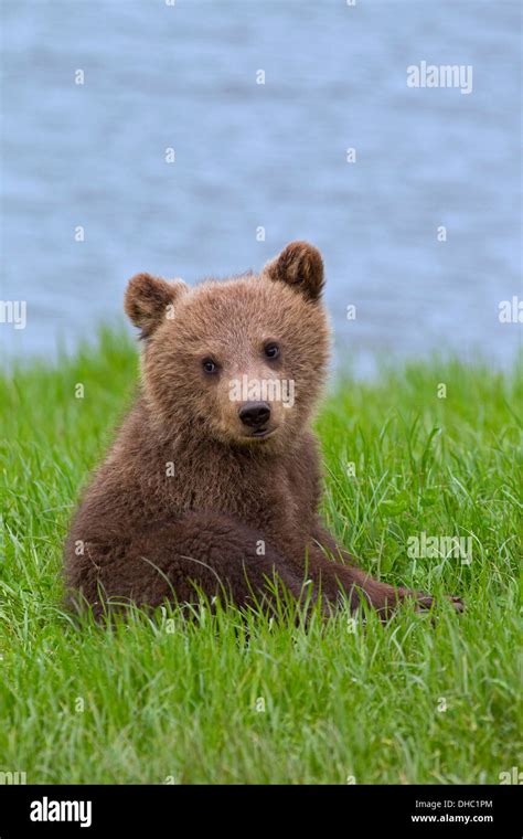 European Brown Bear Eurasian Brown Bear Ursus Arctos Arctos Cub