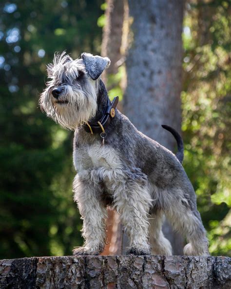 6 Short-Haired Dog Breeds For Hassle-Free Grooming