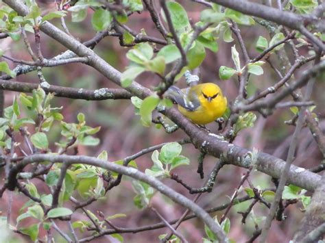 Blue Winged Warbler 1 A Blue Winged Warbler Vermivora Cya Flickr