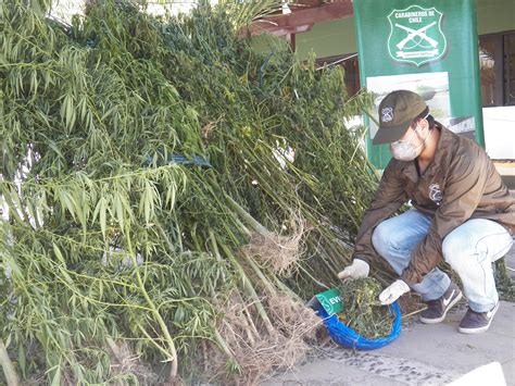 Incautan Más De 800 Plantas De Marihuana