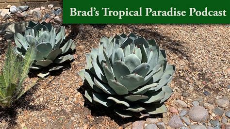 Brad S Tropical Paradise Podcast How To Trim An Agave Without