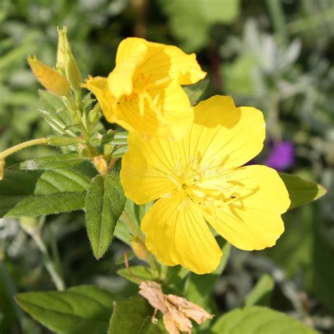 Yellow Flowers Of Oenothera Biennis Evening Primrose In Garden Stock