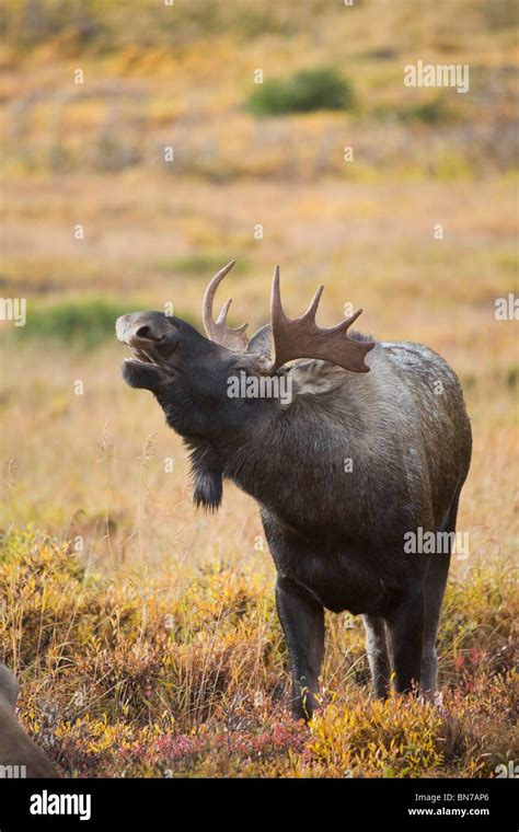 Flehmen response hi-res stock photography and images - Alamy