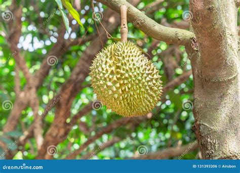 Durian Durio Zibethinus King Of Tropical Fruits Hanging On Brunch Tree