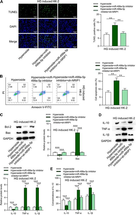 Por Hyperoside Protects Hk Cells Against High Glucose Induced