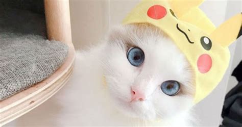 You Can Dress Your Cat Up Like Pikachu, Thanks To This Bootleg Pokémon ...