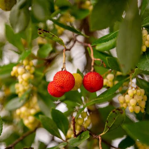 Arbutus Unedo Strawberry Tree With Red And Orange Fruits In Autumn