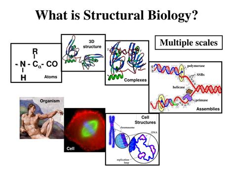 Ppt Biochemistry 300 Introduction To Structural Biology Powerpoint