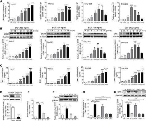 Egf Promotes Dkk Transcription In Hepatocellular Carcinoma By