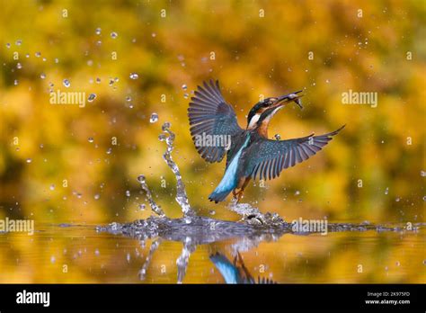 Common Kingfisher Alcedo Atthis Juvenile Female Emerging From Dive