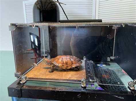 Turtle Basker Above Tank Basking Platform Dock Fits Etsy