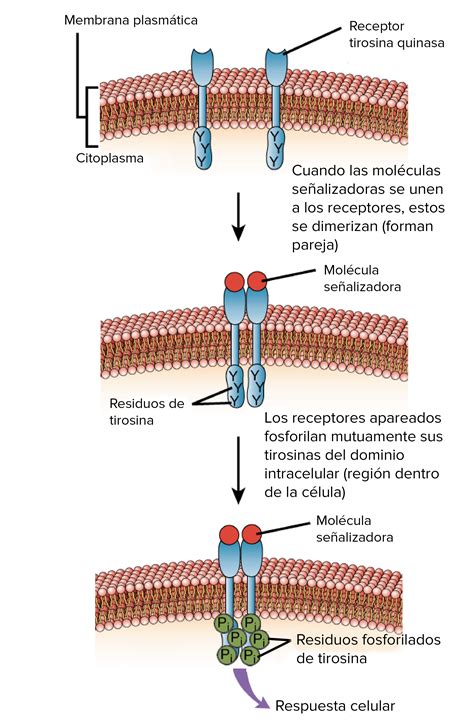 Os Farmacos Atuam Se Ligando Aos Receptores LIBRAIN