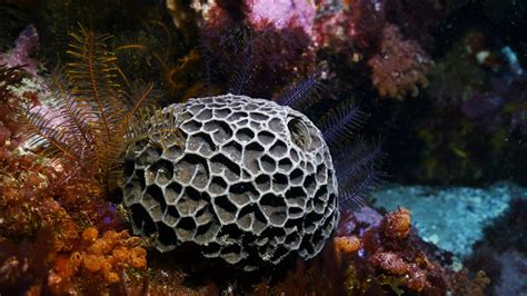 Sponges Great Southern Reef