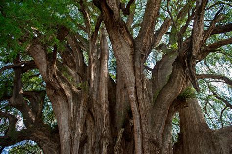 El Arbol Del Tule Tule Tree Montezuma License Image