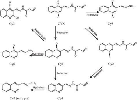 Figure From A Physiologically Based Pharmacokinetic Model For