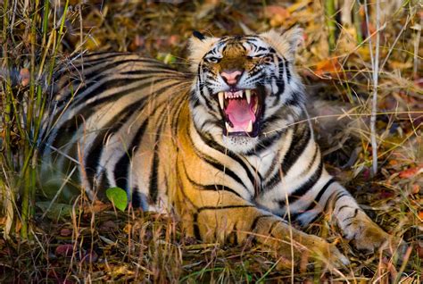 types  tiger subspecies    world   animals