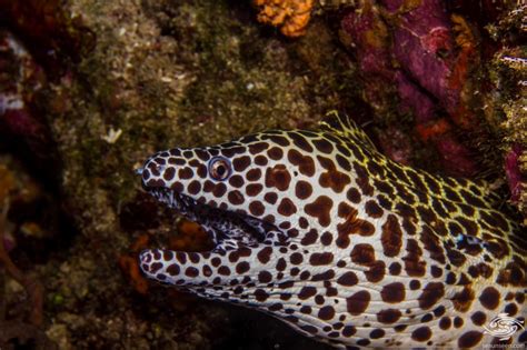 Honeycomb Moray Eel-Facts and Photographs | Seaunseen