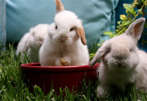 Wallpaper Pets Cute Bunnies Nature Animals Furry Backyard