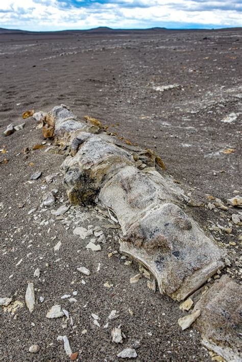 Dinossauro Fossilis Descoberto Sob As Areias Do Deserto Da Nazca Ica