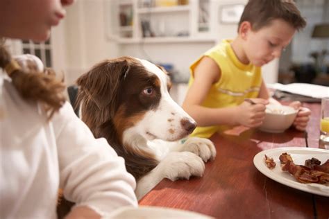 Obesidad En Mascotas Más De La Mitad De Los Perros Y Gatos Domésticos Sufren De Sobrepeso Infobae