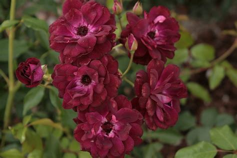 Роза флорибунда бургунди айс фото и описание