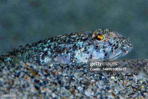 212 Sand Goby Stock Photos High Res Pictures And Images Getty Images