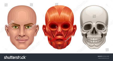 Human Head Anatomy Stock Vector Illustration 395561485 : Shutterstock