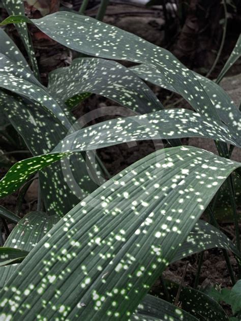 Aspidistra Lurida Ginga Spotted Cast Iron Plant Aspidistra