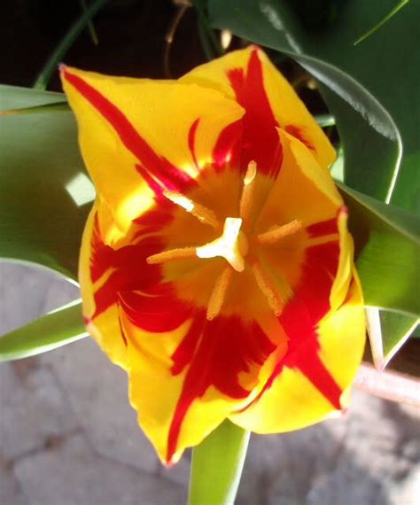 Tulip Helmar Garden Flowers Tulips