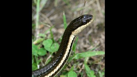 Watch Out For Baby Copperhead Snakes