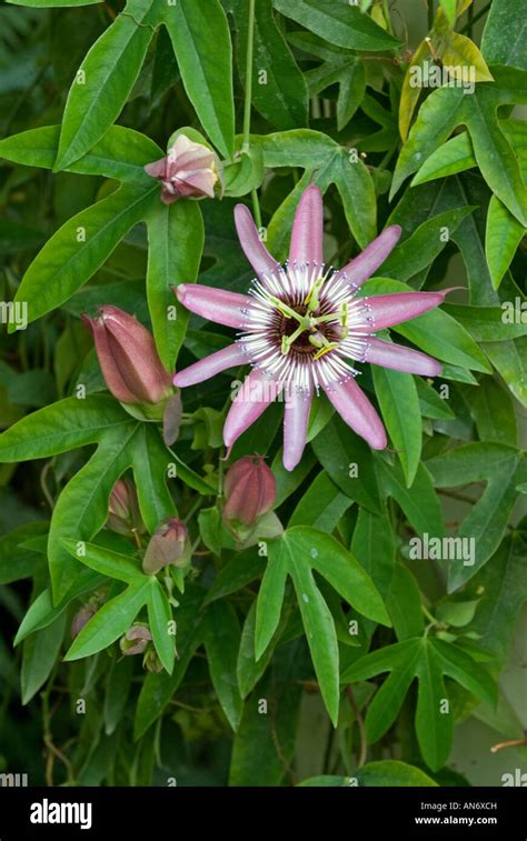 Passiflora x violacea fotografías e imágenes de alta resolución Alamy