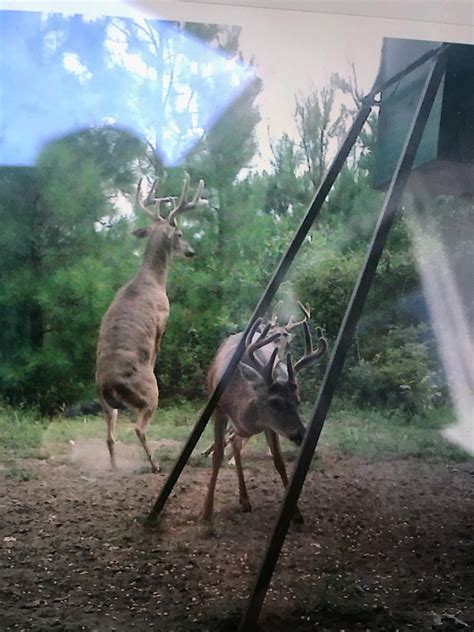 Summer Scouting for Big Bucks - Green Hill Land & Timber