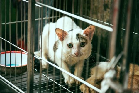 Kucing Dijangkiti Virus Parvo Wanita Ini Kongsi 5 Langkah Merawat Trp