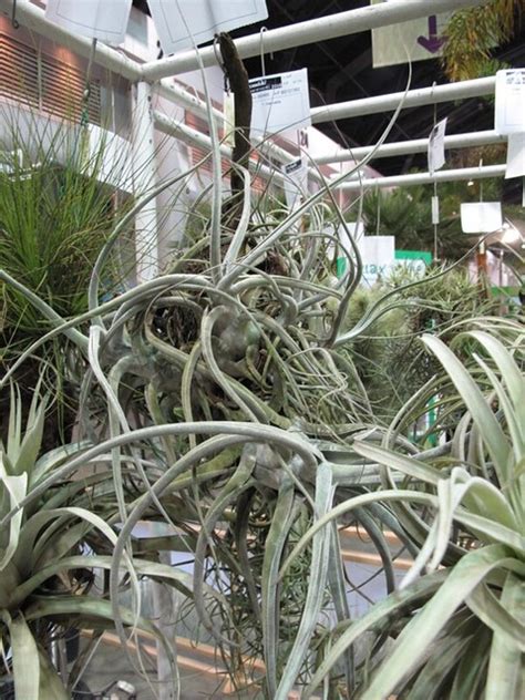 Tillandsia Ehlersiana Odds Endssg Flickr