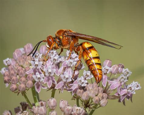 Sphecius Grandis Bugguide