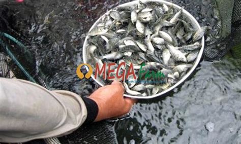 Langkah Dasar Budidaya Bibit Ikan Nila Menjanjikan Bagi Pemula