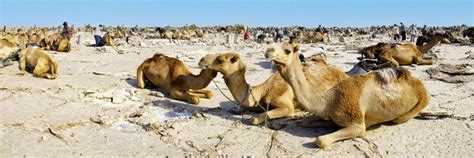 Premium Photo | Landscapes of the danakil desert in ethiopia