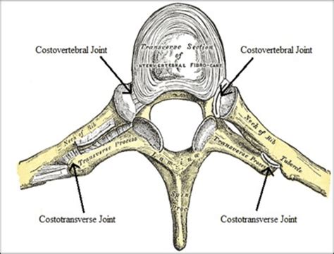 Thoracic Vertebrae Ribs