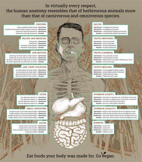 Human Herbivore Holger Krusche Illustration